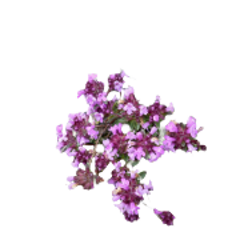 timo pianta per sito 240x180ns